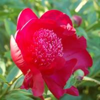 Paeonia lact. Gigi