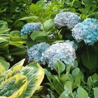 Hydrangea 