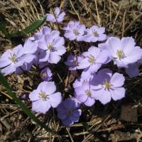 Jeffersonia dubia