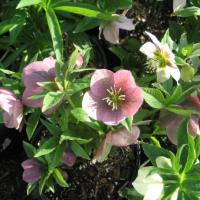 Helleborus x hybridus