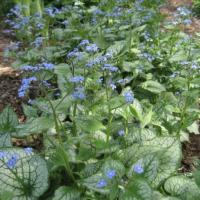 Brunnera Jack Frost