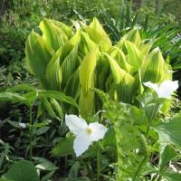 Hosta montana aureo-marginata, Trillium grandiflorum, Claytonia virginica (Spring Beauty), Asarum canadense (wild ginger)