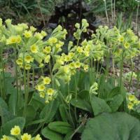Primula veris