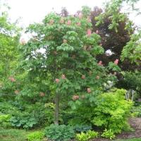 Aesculus x carnea 