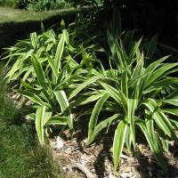 Carex s. Island Brocade