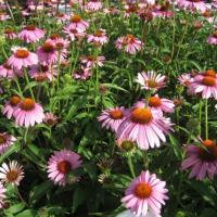 Echinacea purpurea