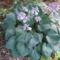 Hosta Old Cardboard Boxes