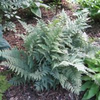 Athyrium x Ghost