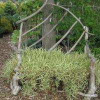 Bench with variegated St. Augustine grass