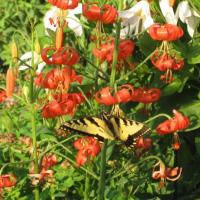 Lilium tenufolium