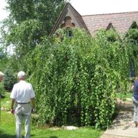 Cercidiphyllum japonicum (Weeping Katsura tree)