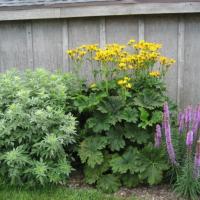 Sambucus Pulverulenta, Ligularia palmatiloba, Liatris spicata