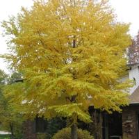 Cercidiphyllum japonicum fall foliage (Katsura tree)